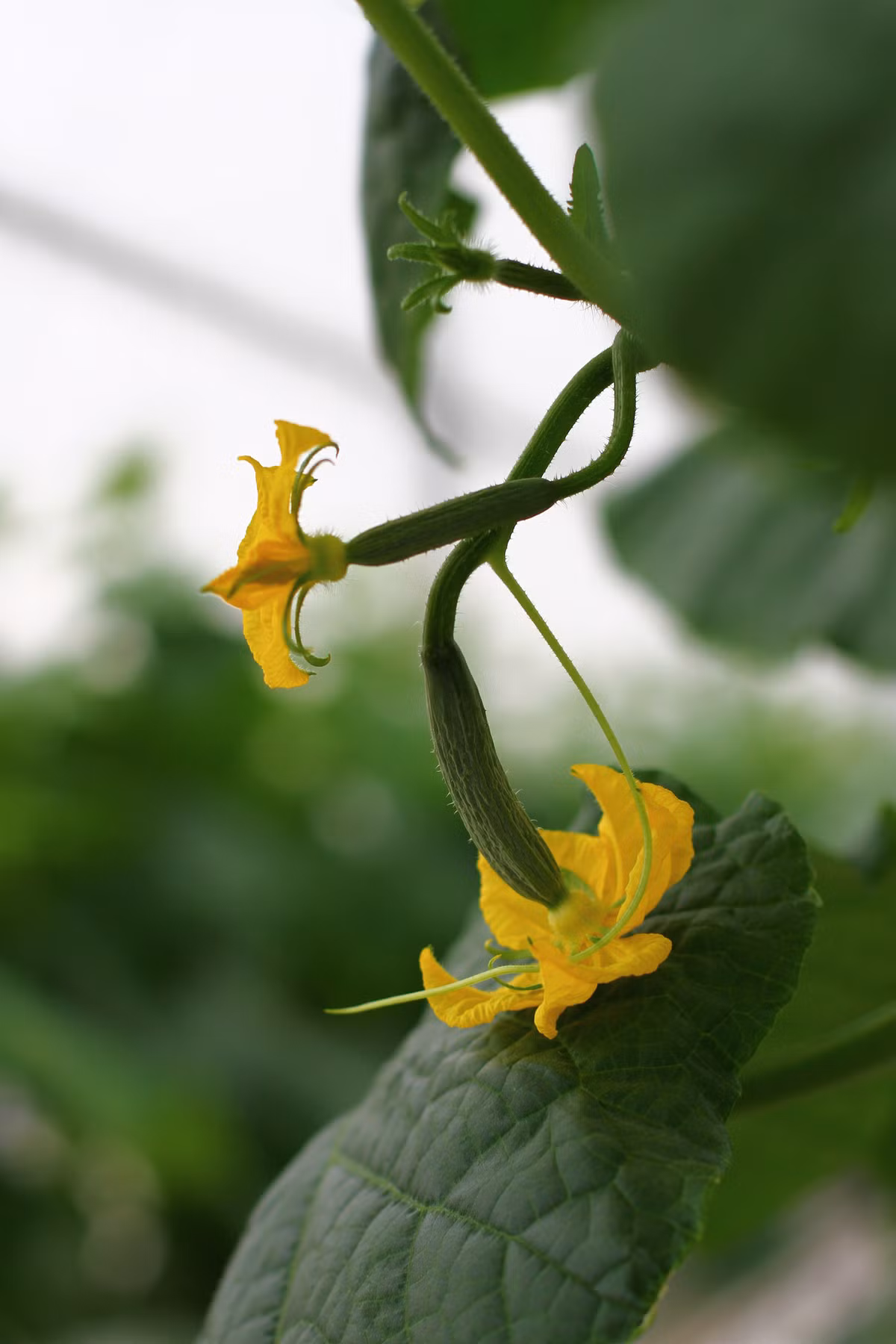 Những quả dưa chuột đầu tiên được trồng trên hoang mạc Sahara. (Theo Sahara Forest Project)