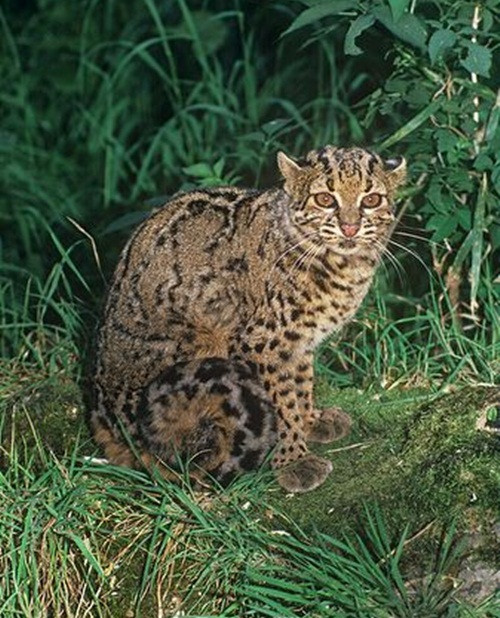 Vì có bộ lông tuyệt đẹp nên mặc dù là động vật quý hiếm, mèo gấm thường hay bị săn bắt để lấy lông, để nuôi làm thú cảnh. (Ảnh Rod Williams)