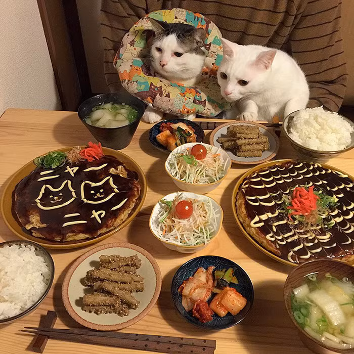 Không ngày nào là Hatchan và Oko không cáu bẳn vào bữa tối vì những thức ăn của con người quá hấp dẫn.