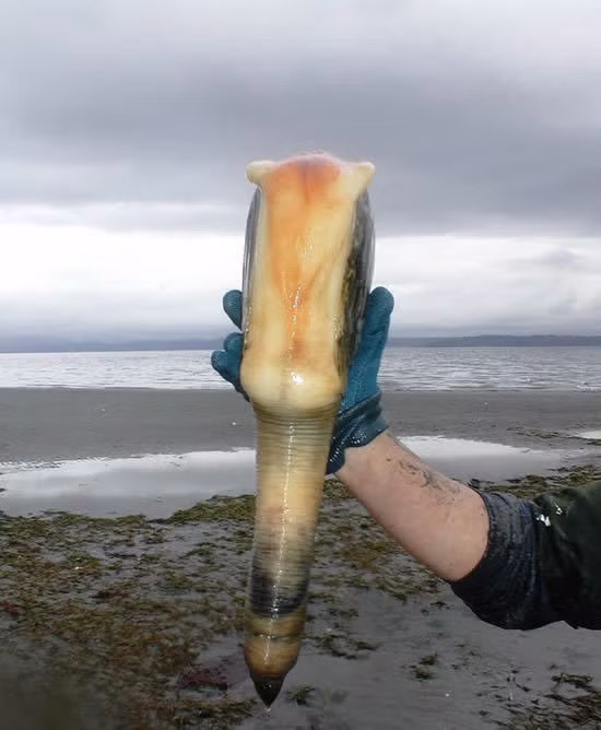 Trong tự nhiên, loài ốc này sống nhiều ở vùng biển mặn, nước sạch ở Canada và Tây Bắc nước Mỹ, nếu ở trong môi trường lý tưởng, không bị quấy nhiễu, đánh bắt, chúng có thể sống tới khoảng 160 năm.