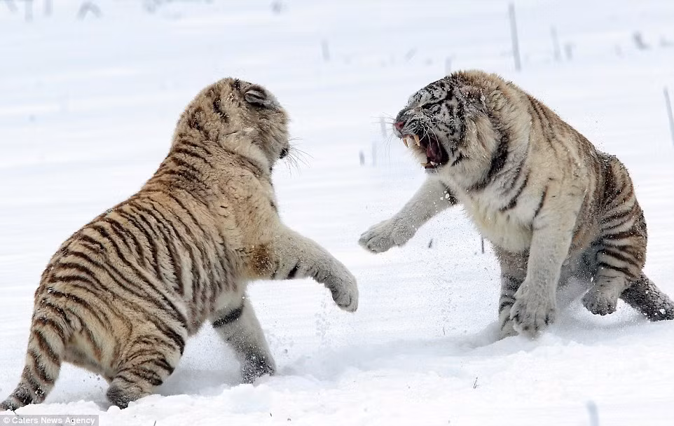 Nhiếp ảnh gia Cyril Leduc cảm thấy mình cực may mắn khi bắt được khoảnh khắc hiếm thấy ấn tượng này, anh cho rằng anh là người duy nhất có cơ hội chụp được những bức ảnh quý giá về loài hổ trắng khi chúng chiến đấu trên nền tuyết rơi dày, trắng xóa.