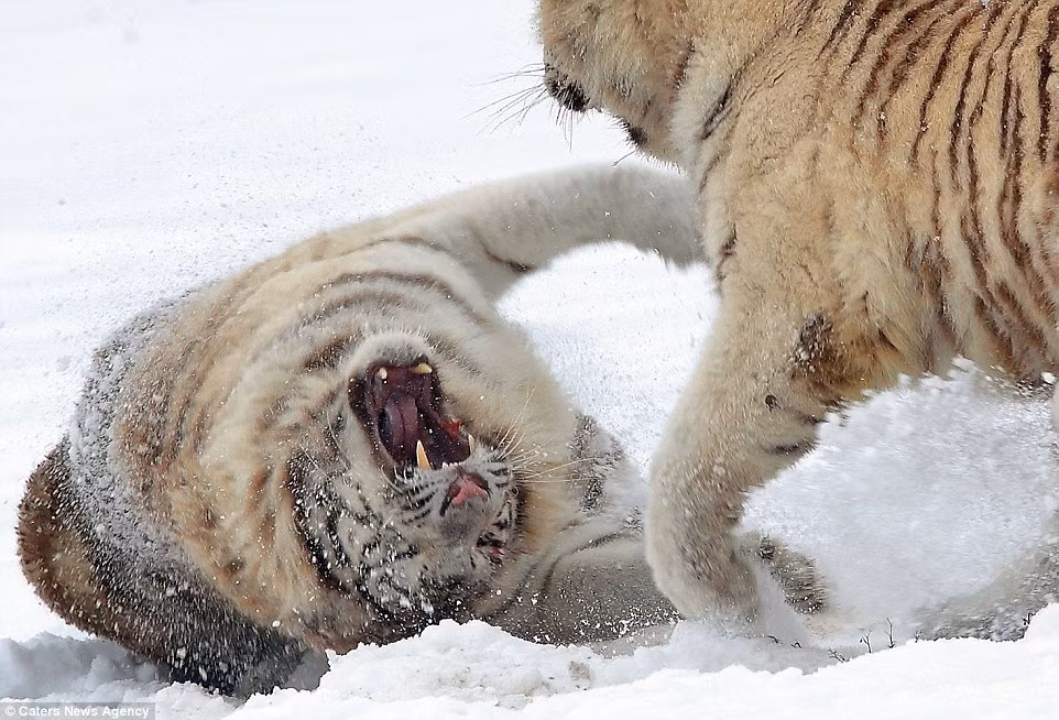 Những trận đấu tay đôi như thế này thường hay xảy ra nhưng rất hiếm khi trở thành một trận kịch chiến của loài hổ trắng. Khi nhìn thấy máu văng ra, biết hai chị em hổ trắng đã trở nên quá khích và khó kiểm soát hành vi, mẹ của chúng thong thả bước ra can thiệp, ngăn không cho cuộc chiến leo thang thành một trận kịch chiến, gây tổn thương nặng cho cả hai bên.