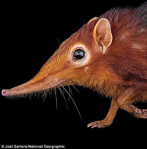 Joel cũng thể quyết tâm hoàn thành dự án khi khẳng định rằng nếu ông chết trước khi dự án kết thúc, con trai ông, Cole Sartore, năm nay 18 tuổi, sẽ tiếp tục dự án. Trong ảnh là một con chuột chù voi màu đỏ ở vườn thú và thủy cung Henry Doorly ở Omaha, Nebraska. (Theo Dailymail)