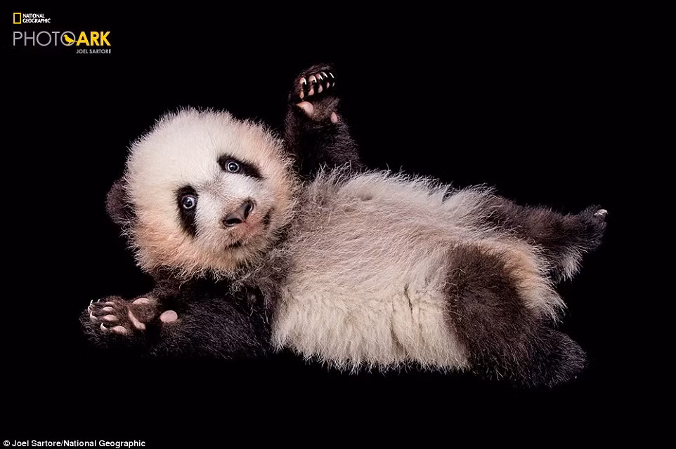 Chân dung gấu trúc khổng lồ tại vườn thú Atlanta, Georgia. (Theo Dailymail)