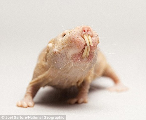 Chuột chũi không lông ở vườn thú trẻ em Lincoln ở Nebraska. (Theo Dailymail)