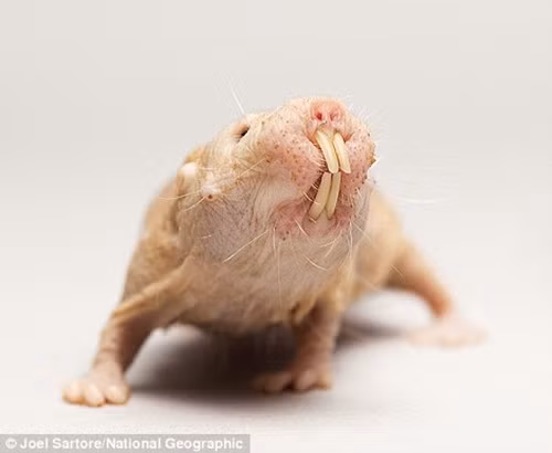 Chuột chũi không lông ở vườn thú trẻ em Lincoln ở Nebraska. (Theo Dailymail)