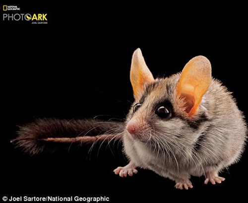 Sóc chuột vườn châu Á Eliomys melanurus tại sở thú Philadelphia. (Theo Dailymail)