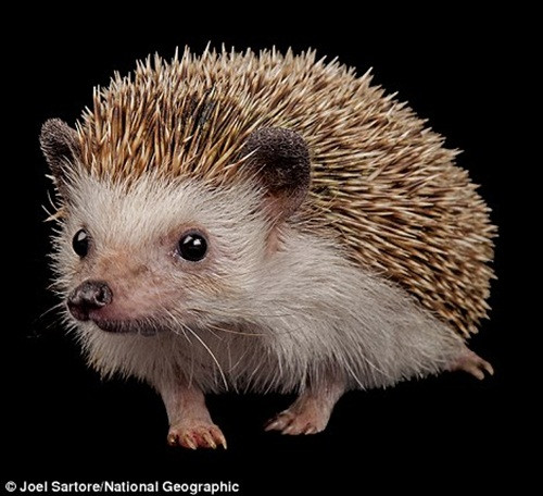 Theo Joel Sartore, thách thức lớn nhất khi chụp những bức ảnh chân dung động vật hoang dã là chúng hiếm khi ngồi yên để Joel tác nghiệp. Chính vì vậy, ông phải thật kiên nhẫn và làm việc cường độ cao để có thể bắt được những khoảnh khắc đẹp nhất, ấn tượng nhất về chúng. (Theo Dailymail)