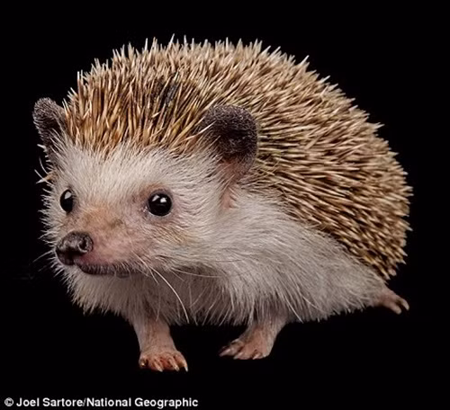 Theo Joel Sartore, thách thức lớn nhất khi chụp những bức ảnh chân dung động vật hoang dã là chúng hiếm khi ngồi yên để Joel tác nghiệp. Chính vì vậy, ông phải thật kiên nhẫn và làm việc cường độ cao để có thể bắt được những khoảnh khắc đẹp nhất, ấn tượng nhất về chúng. (Theo Dailymail)