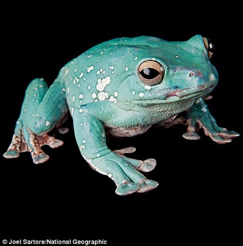 Kể từ đó đến nay, Joel đã không ngừng làm việc với niềm đam mê và mục tiêu rõ ràng. Chia sẻ với tạp chí National Geographic, Joel cho biết ông sẽ không ngừng công việc này cho đến khi chết hoặc đầu gối bị lung lay. Trong hình là một con ếch bay Trung Quốc tại Sở thú Phoenix, Arizona. (Theo Dailymail)