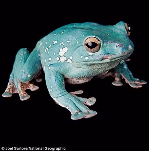 Kể từ đó đến nay, Joel đã không ngừng làm việc với niềm đam mê và mục tiêu rõ ràng. Chia sẻ với tạp chí National Geographic, Joel cho biết ông sẽ không ngừng công việc này cho đến khi chết hoặc đầu gối bị lung lay. Trong hình là một con ếch bay Trung Quốc tại Sở thú Phoenix, Arizona. (Theo Dailymail)