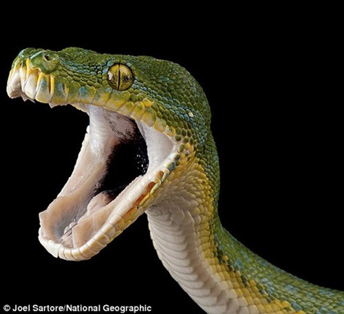 Dự án nhiếp ảnh của Joel Sartore có tên gọi là "Ark", ông đã làm việc liên tục trong hơn 10 năm qua và cho biết mình sẽ không dừng lại khi chụp đủ 12000 loài động vật hoang dã quý hiếm, mặc dù công việc vất vả này có thể khiến ông tiêu tốn mất khoảng 25 năm cuộc đời. (Theo Dailymail)