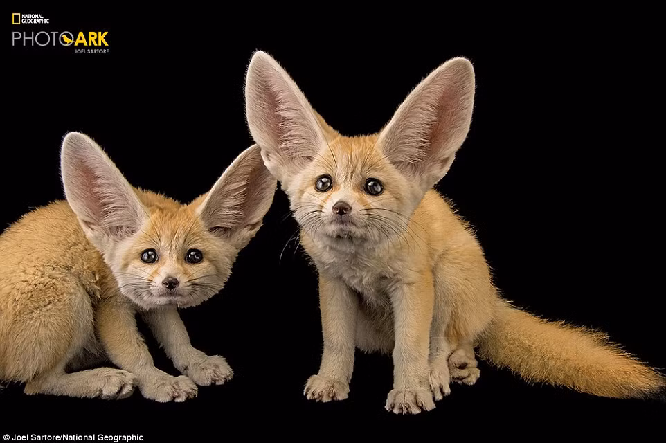 Thời gian cụ thể khi nhiếp ảnh gia bắt đầu dự án nhiếp ảnh Ark là vào năm 2006, sau khi vợ ông, cô Kathy bị chẩn đoán mắc bệnh ung thư vú, khiến ông phải làm việc gần nhà. (Theo Dailymail)