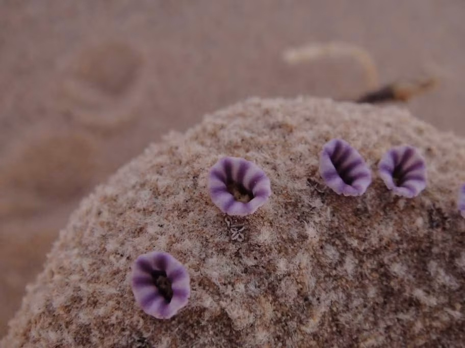 Loài cây này duy trì giống loài của mình thông qua việc phân tán hạt giống nhờ gió, gió thổi liên tục thổi qua các cồn cán sẽ cuốn đi các hạt giống lẫn trong cát, giúp chúng chu du khắp nơi, chui xuống lòng đất hoặc bám vào cơ thể của một số loài loài gặm nhấm có tập quán sinh hoạt là đào sâu làm tổ bên dưới cây bụi.