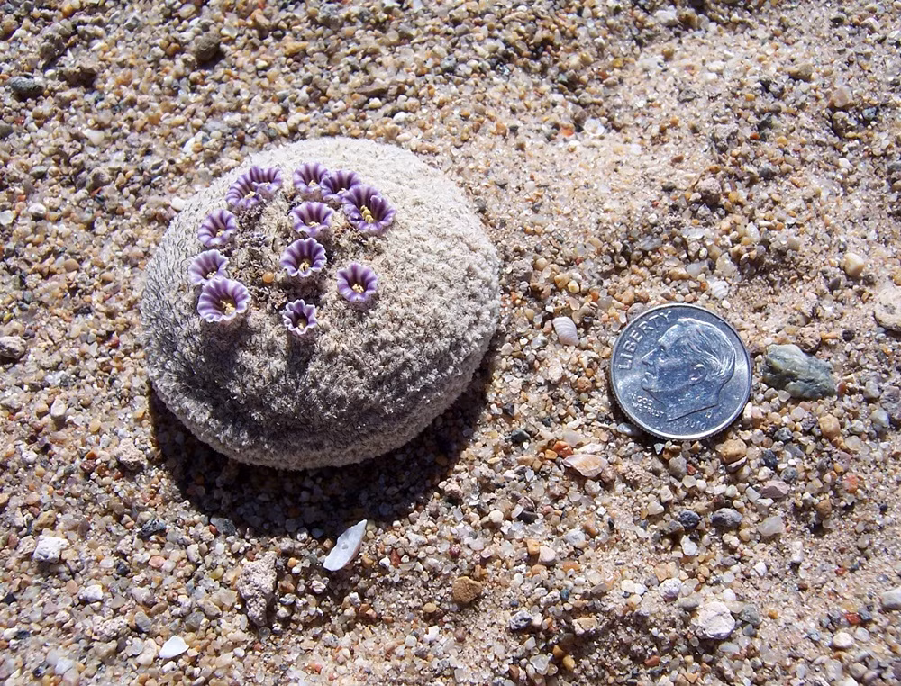 Vì là thực vật đặc hữu, Pholisma sonorae hiện chỉ có thể được tìm thấy ở một vài địa điểm như Algodones Dunes, đông nam California, gần Arizona, Mỹ, và Sonora, Mexico. Pholisma sonorae được xếp vào nhóm thực vật quý hiếm vì bị thu hẹp môi trường sống rất nhiều.