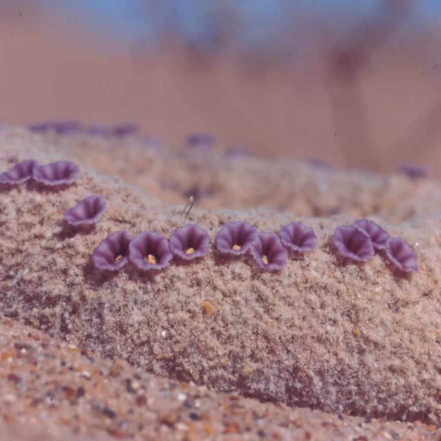 Khi tìm thấy rễ cây chủ thích hợp, những rễ cây trinh sát này sẽ mọc ra giác mút, tự độ kết nối, hút chất dinh dưỡng như tinh bột và axit amin đã được cây chủ tổng hợp từ quá trình quang hợp.