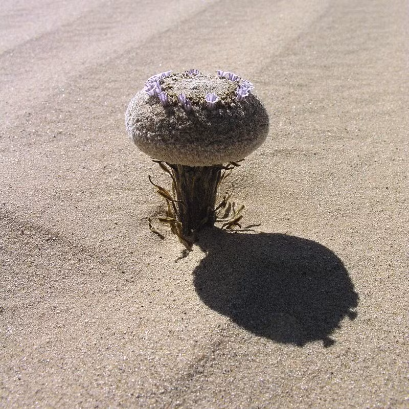 Hoa cát Pholisma sonorae cũng được coi là một loại thảo dược lâu năm, mọc lên từ những cồn cát với phần rễ cực dài, vươn sâu 2m xuống phía dưới mặt đất để hút nước và dinh dưỡng, phần bụi hoa mọc ở trên có dạng hình cầu dẹt, có cũng có hình cây nấm như trong ảnh nếu gió trên sa mạc đủ mạnh để thổi bay những khối cát vây quanh thân của Pholisma sonorae.