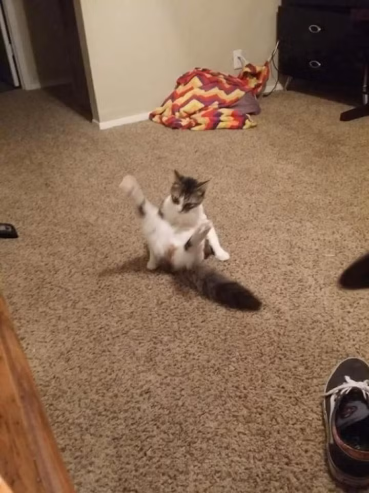 Xem xong một chương trình dạy nhảy trên TV, mèo con hiếu thắng kiên quyết thực hiện màn break dance độ khó cao mặc cho chủ nhân khuyên bảo. (Nguồn Emgn)