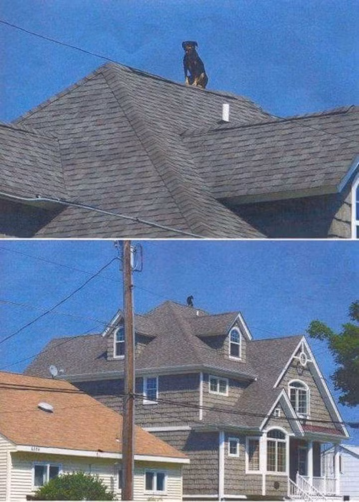 Ảo tưởng rằng mình có thể di chuyển như những chú chó siêu nhân trong phim Disney, chú chó này trèo lên mái nhà nghe ngóng tình hình và loay hoay không thể xuống nổi vì quá sợ hãi. (Nguồn Emgn)