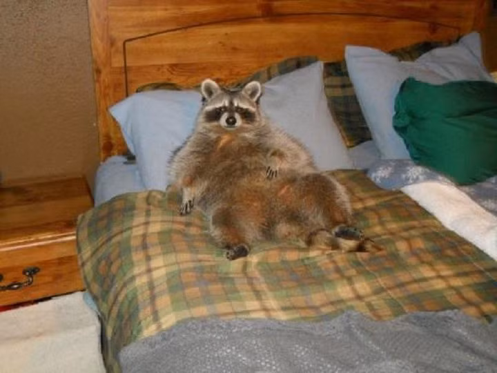 Sau khi lượn lờ xung quanh một căn phòng khách sạn, con gấu trúc Mỹ béo ú này quyết định mình sẽ là quản lý khách sạn, nó nằm thản nhiên trên giường mặc cho con người xuất hiện. (Nguồn Emgn)