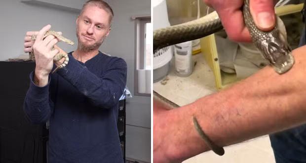 Để chứng minh mình thực sự nghiêm túc với công việc nghiên cứu, mới đây Tim Friede đã cho hai con rắn độc nhất thế giới là rắn Taipan và rắn Mamba đen cắn mình.