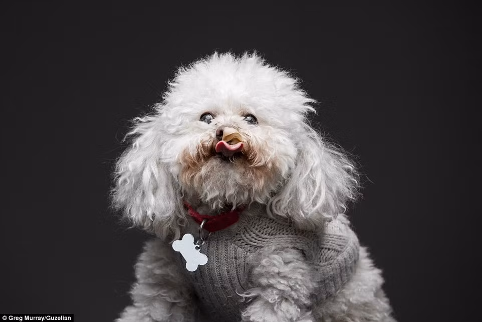 Hầu hết những bức chân dung chụp lại một loạt biểu hiện kỳ lạ và hài hước của những chú chó khi thưởng thức bơ lạc đều là những bức ảnh vui nhộn. (Theo Dailymail)