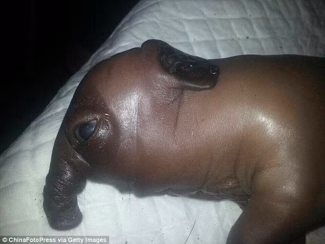 Ảnh chụp cận cảnh cho thấy chú lợn đột biến không có mồm, mũi phát triển dài hệt như vòi voi.