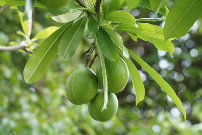 Sở dĩ có tên là cây tự tử bởi theo số liệu thống kê, các nhà khoa học tin rằng loài cây này được dùng để tự sát nhiều hơn bất kỳ loại cây nào trên thế giới. (Nguồn: Viral)