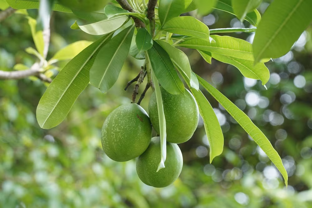 Đây là một trong những loài cây nguy hiểm bậc nhất thế giới do có vẻ bề ngoài vô hại vô cùng "lừa tình". (Nguồn: Viral)