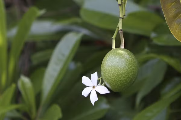 Nếu không có ý định tự tử, ăn nhầm loại quả độc chết người này, người ta sẽ có triệu chứng nôn mửa dữ dội, sau đó mệt lả, nhức đầu, chóng mặt và đau bụng. (Nguồn: Viral)