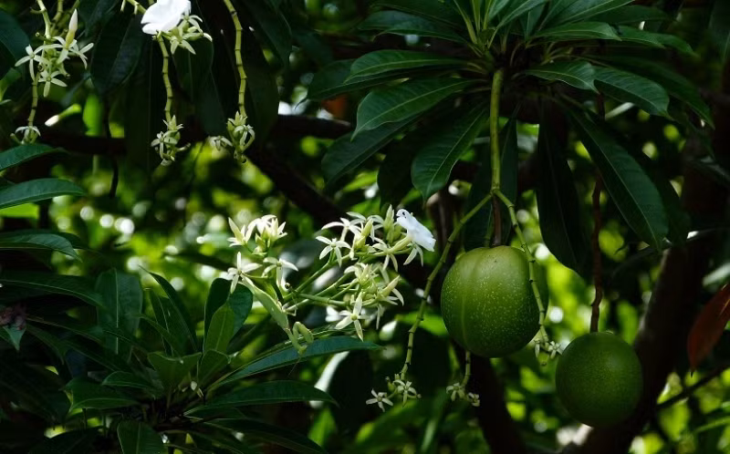 Những chất này khiến cho tim đập không đều, trụy tim, dẫn đến tử vong chỉ trong thời gian ngắn. Cerbera odollam còn được cho là nguyên nhân của hàng ngàn vụ tự tử và cả giết người bởi gần như không thể tìm thấy dấu vết của các hợp chất kịch độc khi khám nghiệm tử thi. (Nguồn: Viral)