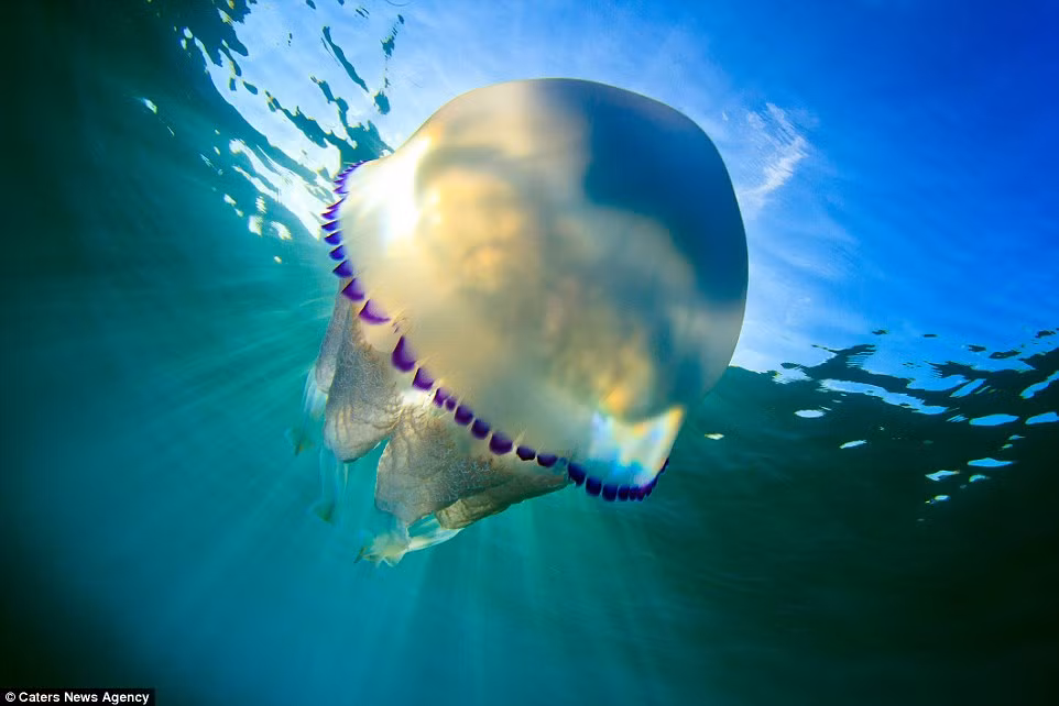 Nhiều người ngỡ rằng, những bức ảnh này phải được chụp bởi những nhiếp ảnh gia động vật hoang dã chuyên nghiệp, chuyên ngành nhiếp ảnh dưới nước.