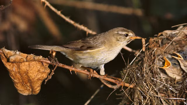 Chim chích warbler cái là một ác phụ ghen tuông bệnh hoạn, sẵn sàng giết chết con của những con chim cái khác để độc chiếm chim trống. Vì một con chim trống tuy nhận được nhiều sự quan tâm từ chim mái nhưng sẽ chỉ chăm sóc, bên cạnh những con chim non nở đầu tiên mà nó thấy, những đứa con khác nó sẽ không quan tâm. Không muốn những con chim khác có được người đàn ông của mình, chim chích cái sẵn sàng đi đến tổ các chim mẹ khác và giết mổ những chim con chưa ra đời, độc chiếm chim trống cho riêng mình. (Theo Rant)