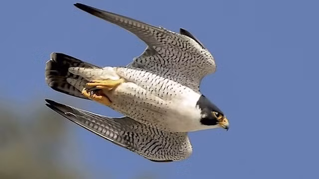 Chim cắt lớn, mặc dù nhìn bề ngoài không ai nghĩ loài chim này có thể là một sát thủ động vật nhưng sau khi biết cách thức giết mồi của nó, bạn sẽ phải nhìn nhận lại. Khi phát hiện con mồi ở một độ cao đáng sợ, chim cắt lớn sẽ lao như tên bắn về phía con mồi với sự chính xác đáng ngạc nhiên, đâm sầm vào con mồi và giết chết nó. Con mồi của chim cắt lớn thường chết mà không biết tại sao mình chết. Tốc độ khi đâm mồi của chim cắt lớn được cho là nhanh hơn cả vận tốc của một chiếc xe hơi cổ. (Theo Rant)