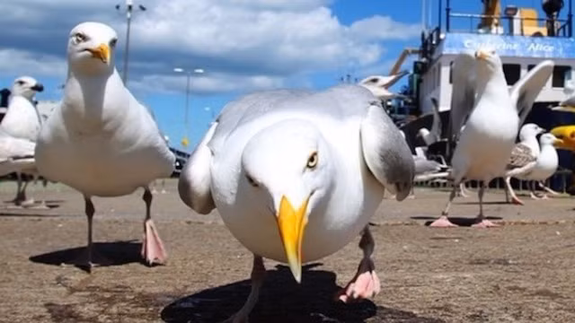 Mòng biển, chắc chắn đây là loài chim hiếu chiến nhất thế giới, chúng sẵn sàng tấn công con người, cướp thức ăn và gây gổ. Loài chim này đã tuyên chiến với nước Anh khi thường xuyên gây ra những vụ tấn công người và vật. (Theo Rant)