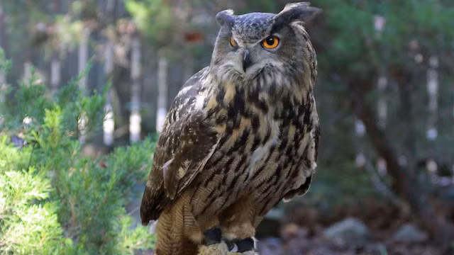 Cú đại bàng Á Âu là một trong những loài chim gây ám ảnh cho loài người nhất. Chỉ tính riêng trong năm 2014 và 2015, một con cú đại bàng Á Âu đã phải chịu trách nhiệm về vụ tấn công vào hơn 50 người. Cư dân sợ không dám đi ra ngoài vào ban đêm, và họ thường phải mang ô để đề phòng loài chim hung dữ này. Cũng đã có trường hợp ghi nhận loài chim này giết chết người. (Theo Rant)