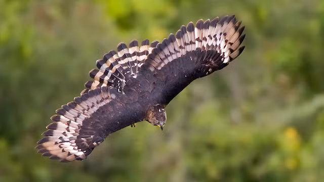 Đại bàng rừng châu Phi, đây là một trong những con chim sát thủ gây ám ảnh nhất cho những sinh vật nhỏ. Chúng rất hung dữ, sở hữu móng vuốt rất lớn và những cái chân mạnh mẽ, có thể giết chết con mồi bằng cách bóp vỡ hộp sọ. 90% chế độ ăn uống của đại bàng rừng châu Phi là động vật có vú, chủ yếu là động vật móng guốc nhỏ như linh dương, hoẵng, có cả những động vật linh trưởng nhỏ như khỉ. Thậm chí, đã có ghi nhận về việc đại bàng rừng châu Phi tấn công người, cố gắng cắp một đứa trẻ 7 tuổi nhưng không thành công. (Theo Rant)