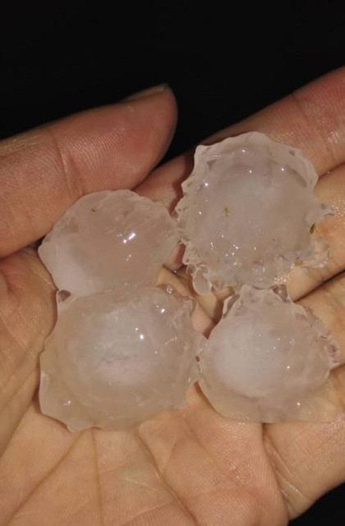 Người và vật đều bị thương nặng hoặc nhẹ nếu hứng vào phải trận mưa đá thảm khốc này. (Theo Sina)