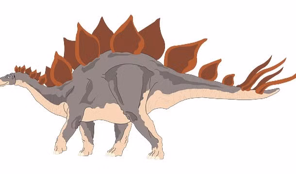 Các nhà khoa học vẫn không chắc chắn lý do tại sao những con khủng long Stegosaurus lại có rất nhiều tấm gai lớn dọc theo xương sống của nó. Một giả thuyết được số đông chấp nhận là những chiếc gai đó giúp kiểm soát nhiệt độ của Stegosaurus bằng cách điều tiết lưu lượng máu. (Theo L25)
