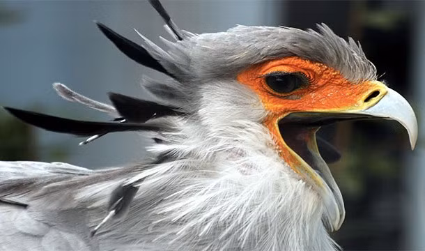 Một trong những khám phá khó tin về khủng long đó là khủng long chưa tuyệt chủng hoàn toàn. Chỉ có những con khủng long khổng lồ không thể thích nghi được là tuyệt chủng. Những loài nhỏ hơn về cơ bản tiếp tục phát triển thành những con chim mà bạn nhìn thấy hàng ngày. (Theo L25)