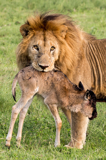 Khi thấy nhiếp ảnh gia và mọi người nhìn chằm chằm về phía mình, sư tử đực quyết định tha linh dương con ra chỗ khác để tránh sự chú ý. Cách nó gặm lôi linh dương đầu bò con đi rất giống cách sư tử gặm vào người sư tử con tha đi. (Nguồn AG)