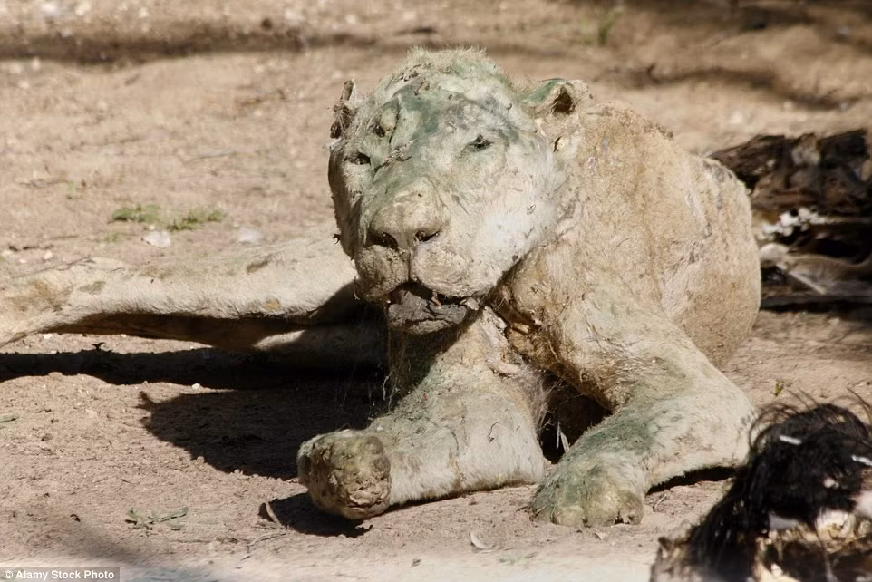 Giờ đây, ở sở thú Khan Younis, sở thú được mệnh danh là sở thú tồi tệ nhất thế giới, hàng trăm xác động vật chết khô vẫn được trưng bày, như để tố cáo trong im lặng.