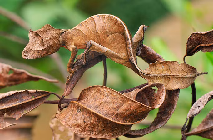 Tắc kè đuôi quỷ có bộ dạng giống hệt một chiếc lá khô, nó phòng vệ giỏi đến nỗi nhiều người nhìn đi nhìn lại vẫn không thể tin đây là một con tắc kè. (Theo Emgn)