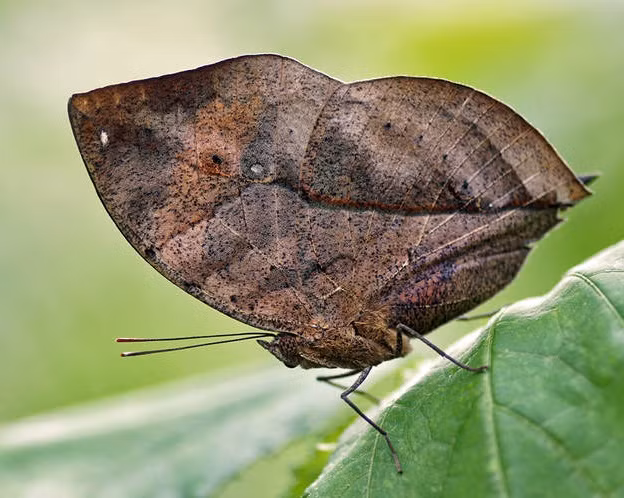 Con bướm này tuy có vẻ ngoài không lấy gì làm nổi bật nhưng chính vẻ ngoài đó giúp nó là một trong những loài côn trùng phòng vệ mạnh mẽ nhất. Nếu không nhìn nghĩ, người ta sẽ chỉ nghĩ đây là một chiếc lá rơi mà thôi. (Theo Emgn)