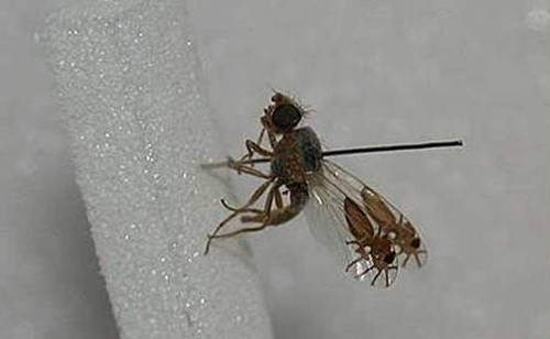 Nhiều người sẽ phải giật mình tưởng rằng có hai con nhện trong cánh của con ruồi này nhưng thực chất không phải. Màn mạo danh loài nhện của con ruồi này đã khiến nó có tên trong danh sách những bậc thầy côn trùng phòng vệ. (Theo Emgn)