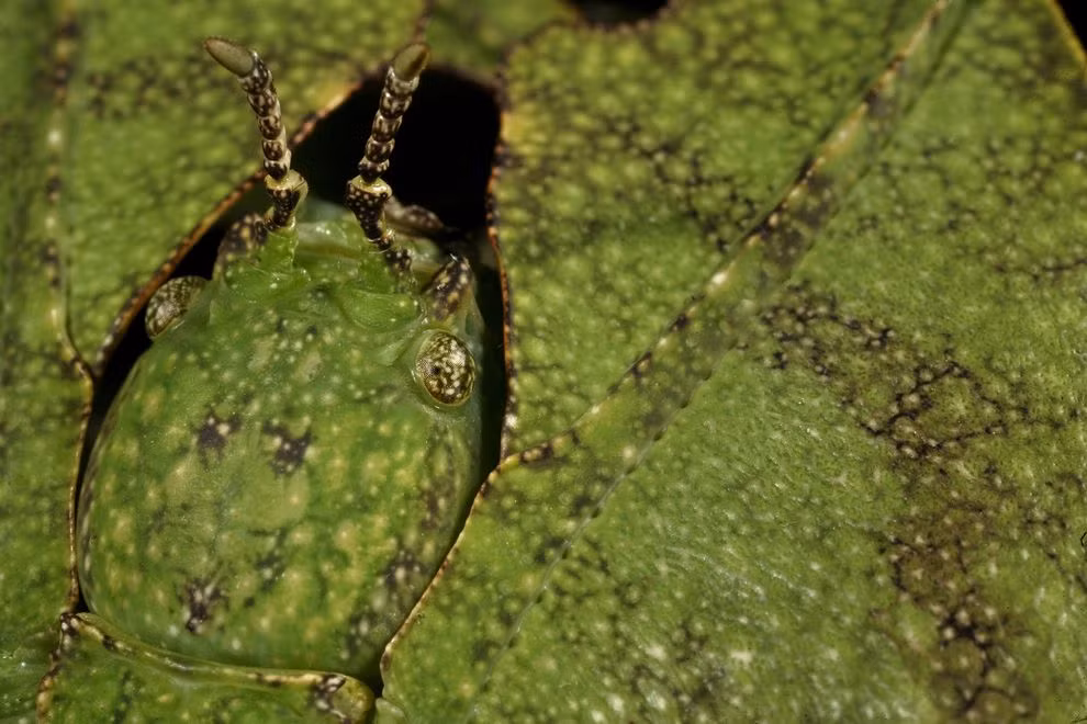 Không ai có thể nhận ra sự khác biệt của con côn trùng này với môi trường xung quanh. Một cơ chế phòng vệ không hề có lỗi. (Theo Emgn)