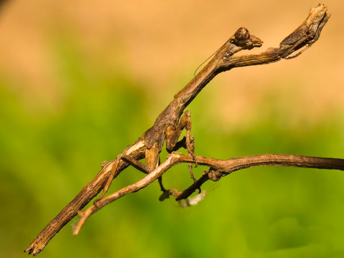 Tương tự, con bọ ngựa này xứng đáng được phong danh hiệu "sư phụ ngụy trang" với màn phòng vệ "nhập làm một" với cành cây khô tuyệt hảo như thế này. (Theo Emgn)