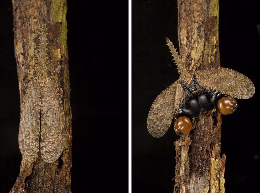 Con ruồi đèn lồng này ngụy trang tốt đến nỗi nó vừa có thể trốn tránh vừa có thể đe dọa kẻ thù chỉ với động tác cụp và xòe cánh. (Theo Emgn)