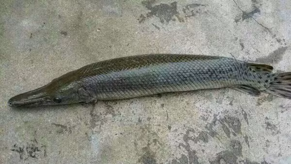 Tại Việt Nam, ngư dân cũng từng bắt được con thủy quái này ở Vinh, Nghệ An. Chúng cũng có tên gọi khác ở Việt Nam là cá sấu hỏa tiễn, cá Phúc Lộc Thọ, cá sao hỏa tiễn, cá nhái đốm… được nhiều người săn lùng để nuôi làm cảnh.