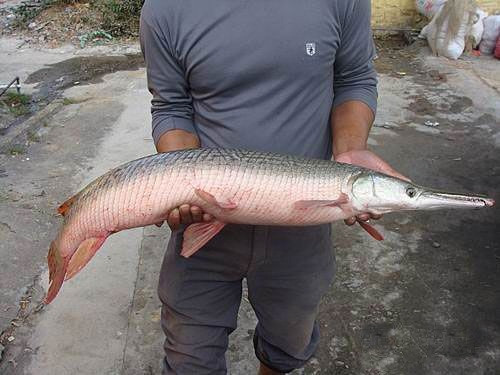 Theo nhiều nghiên cứu, nơi nào có cá sấu mõm dài sinh sống, nơi ấy các loài thủy sinh khác sẽ bị tận diệt. Hơn thế nữa, trứng của loài thủy quái này có độc, động vật nào ăn phải trứng của chúng sẽ bị ngộ độc và chết trong thời gian ngắn.